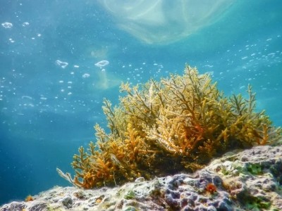 De nos jours les algues dans notre horizon culinaire