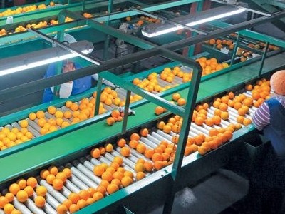 L'orange devenue un fruit banal et insipide