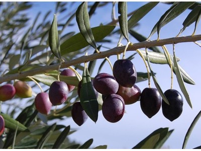 Des branches d'olivier