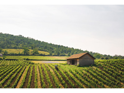 Les vins de pierre de terroir volcanique