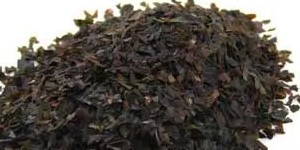 Des algues Bretonne Kombu