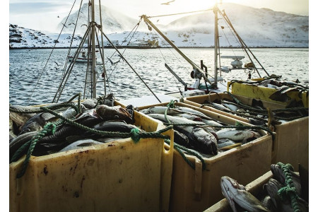 Flan de ratatouille au cabillaud poché